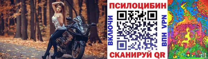Купить где  Суворов  Галлюциногенные грибы Psilocybe 